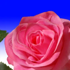 72” Flower Decorated Artificial Garland 8 72” Flower Decorated Artificial Garland -Beauty Wreaths Shop dnat ras 452301a 1 3 64245.1667646219