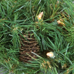 Pre-Lit Dakota Pine Artificial Christmas Wreath - 24-Inch, Clear Lights -Beauty Wreaths Shop fm8tgh4vt3fwqobfm38rmcxpx0ueadjb 28200.1667659850