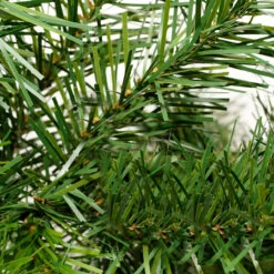 9' X 14" Cashmere Mixed Pine Artificial Christmas Garland - Unlit -Beauty Wreaths Shop fosdeacgqrxwfsgwfvvonfi9mxs4rbrc 36218.1667657687