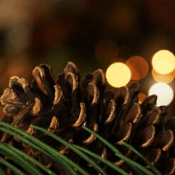 Long Pine Needle Artificial Christmas Wreath - 30-Inch, Unlit -Beauty Wreaths Shop gzd2rrk6f1dvywjlxqdif1osocibvefj 27267.1667530756