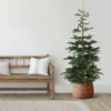 9' Layered Nordmann Fir Artificial Christmas Tree - Unlit 1 9' Layered Nordmann Fir Artificial Christmas Tree - Unlit -Beauty Wreaths Shop northlight j00083 1 92053.1667659823