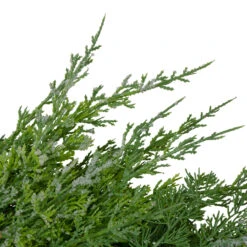 Frosted Cedar And Pine Cone Artificial Christmas Wreath, 26-Inch, Unlit -Beauty Wreaths Shop northlight vm89239 3 updatednew 67081.1685659478