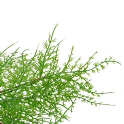 Brown And Green Cedar Christmas Wreath - 24-Inch, Unlit -Beauty Wreaths Shop northlight vm90073 2 97429.1667576304