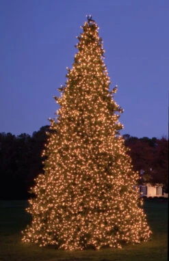 26’ Pre-Lit Giant Olympia Pine CommercialArtificial Tower Christmas Tree - Warm White LED Lights -Beauty Wreaths Shop olympiaframetree2 06691.1680153258